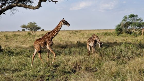 Екскурзии в Кения